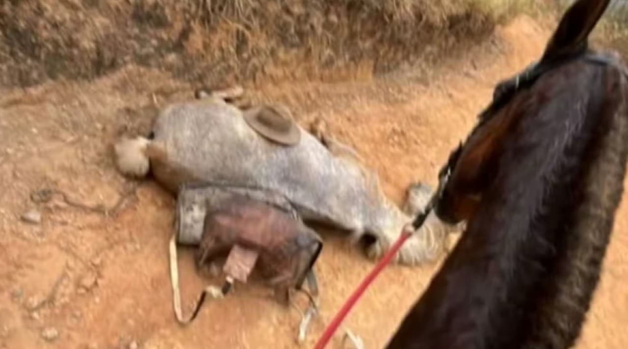 Cavalo morre após ter patas mutiladas por um facão