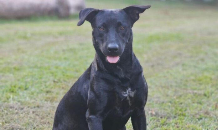 brutus-1-750x450-1