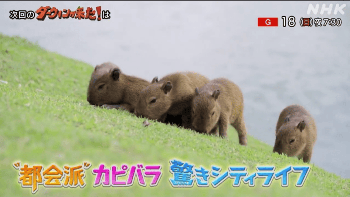 capibaras